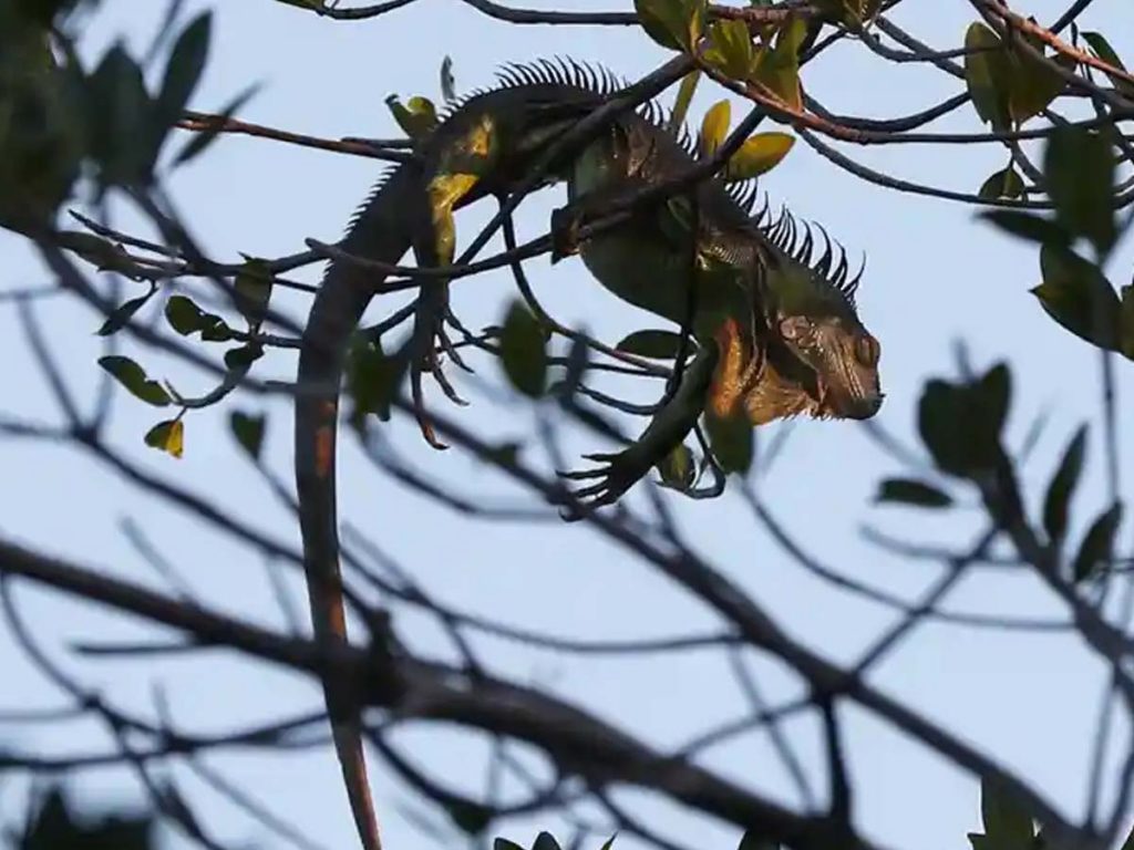 Us Weather Service Warns Its Citizens On Iguanas