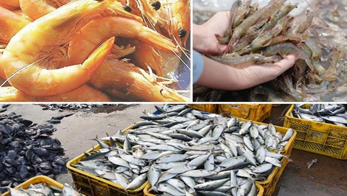 Exports Of Marine Products Increased By 27
