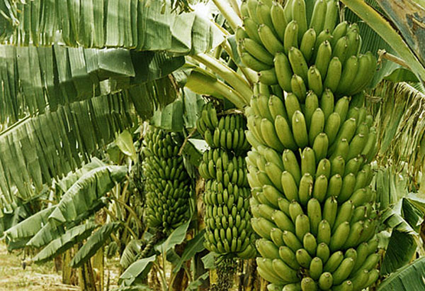 Banana Cultivation Precautions To Be Taken In Banana Cuttings
