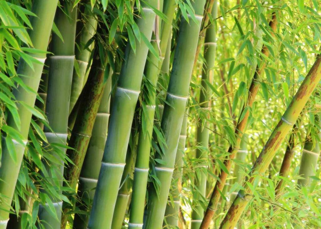 Bomboo Farming Bamboo Crop That Brings Cash