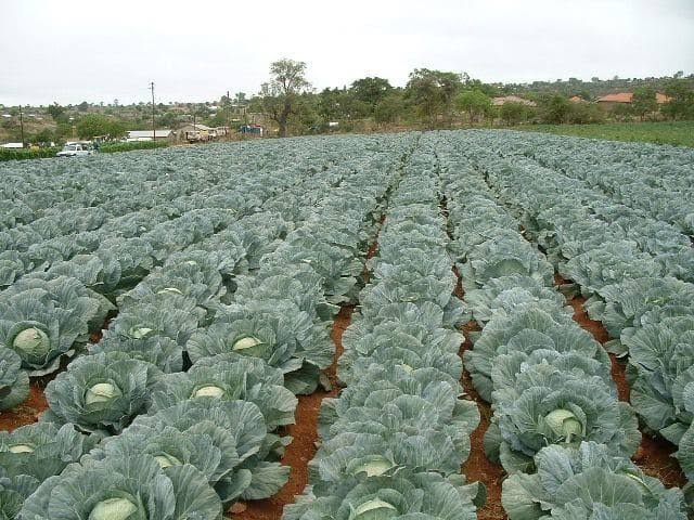 Cabbage Cultivation Process