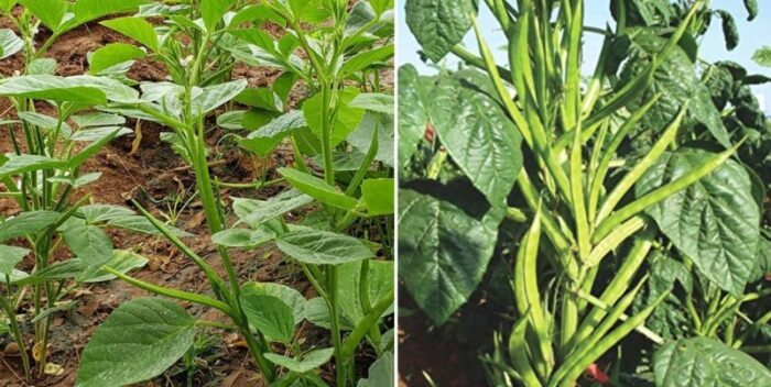 Cluster Beans Cultivation Special Precautions To Be Taken In Cluster Beans Cultivation
