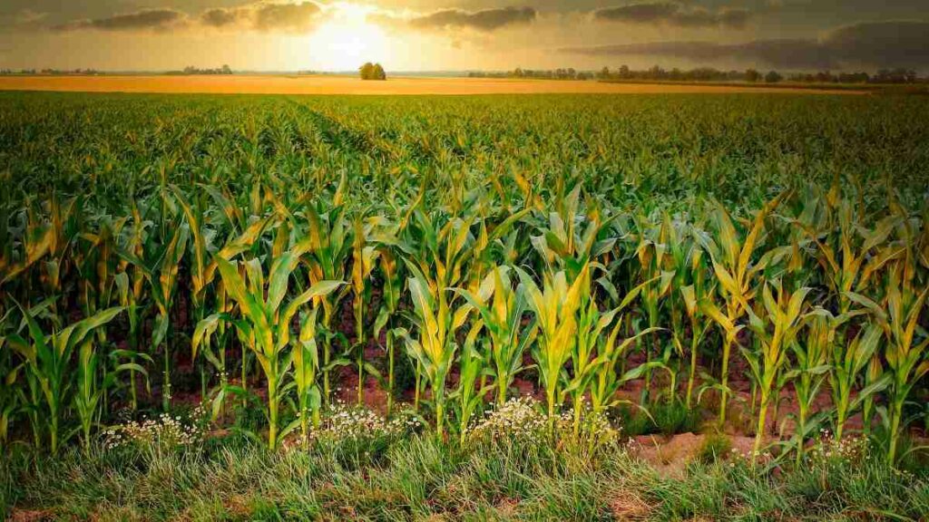 Corn Cultivation Precautions To Be Taken In Corn Cultivation
