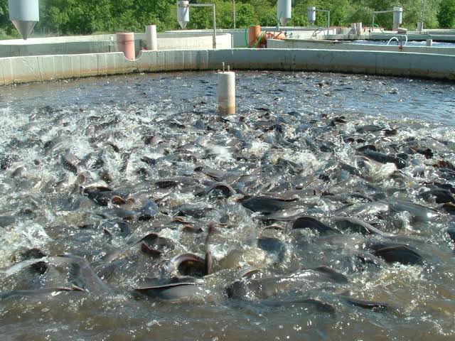 Fish Forming Precautions To Be Taken In Fish Farming