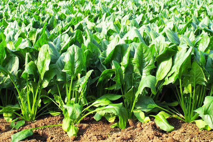 Spinach Cultivation Precautions To Be Taken By Farmers With Spinach Cultivation