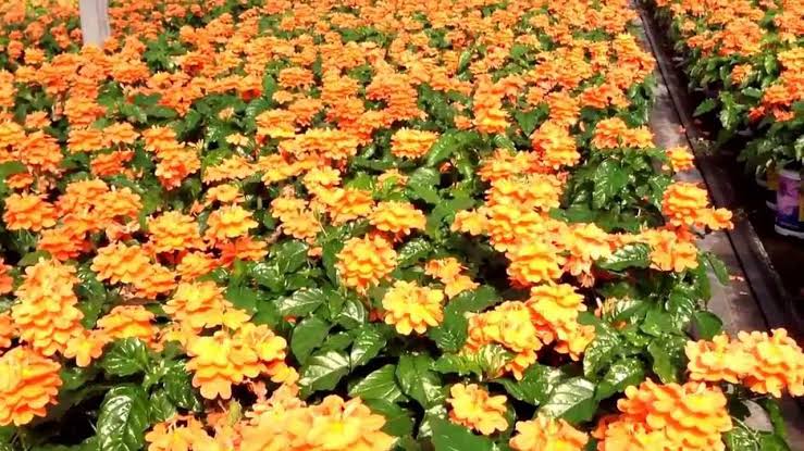 Crossandra Flowers Cultivation Precautions To Be Taken In The Cultivation Of Kanakambaram