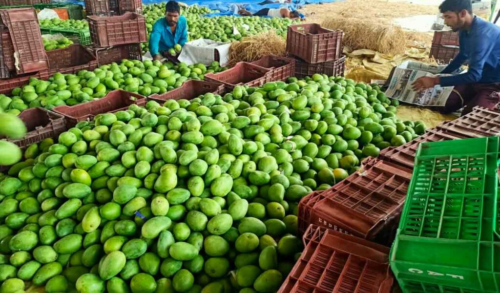 Mango Cultivation Precautions To Be Taken In Mango Harvesting