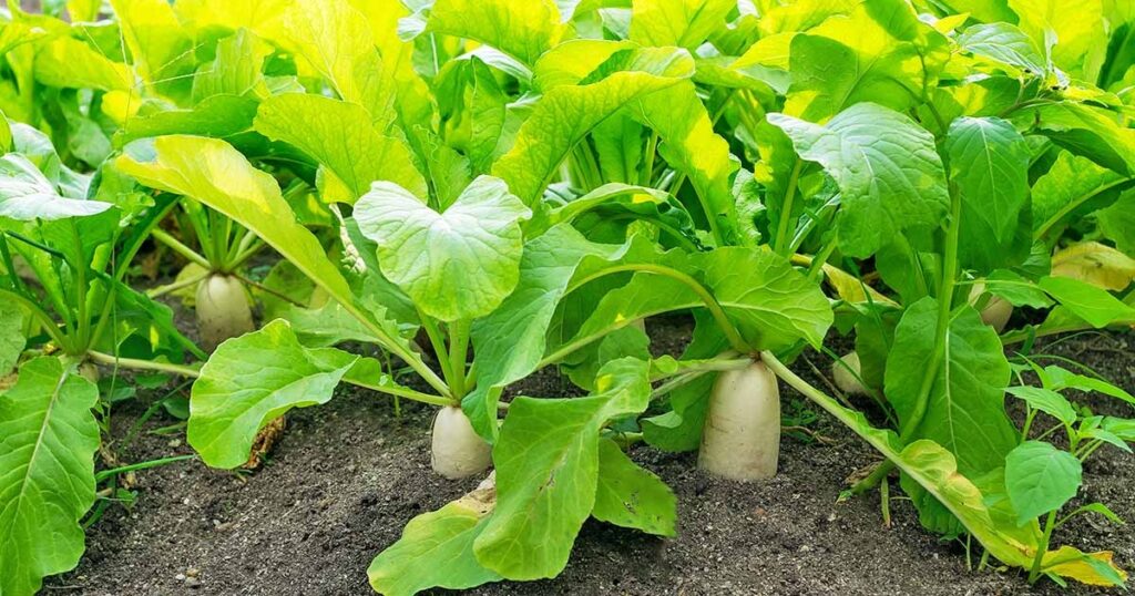Radish Cultivation High Profits With Radish Cultivation
