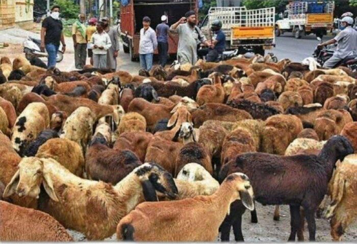 Sheep Farming Important Precautions To Be Taken In Sheep Farming