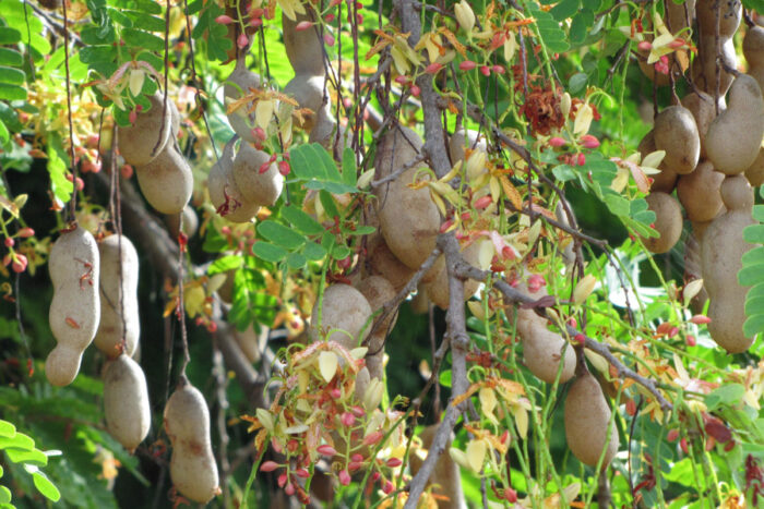 Tarmarind Cultivation Cultivation Of Tarmarind Which Is Pouring Veins For Farmers
