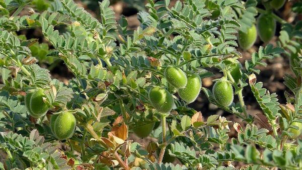 Bengalgram Cultivation Prevention Of Pests In Groundnut Crop