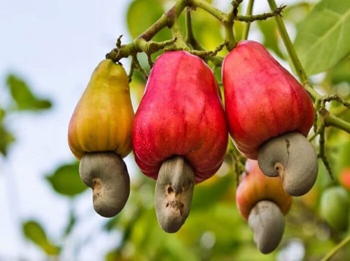 Cashew Cultivation Techniques In Cashew Cultivation