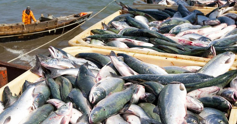 Fish Farming Special Precautions To Be Taken In Fish Farming