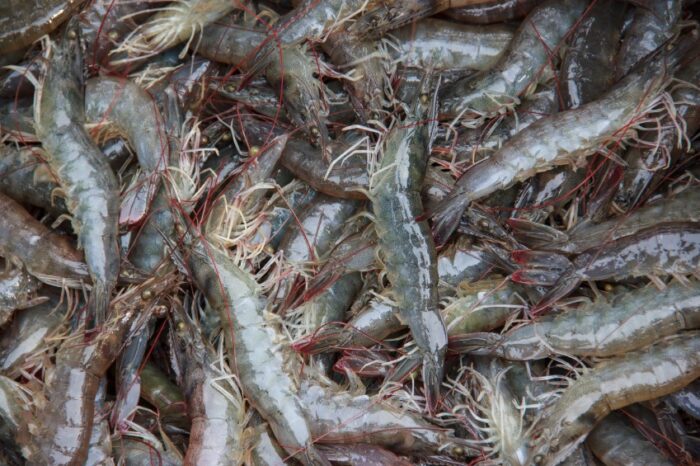 Shrimp Farming Precautions To Be Taken In Shrimp Farming