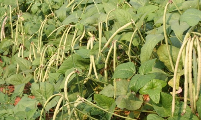 Alasanda Cultivation Precautions To Be Taken During Harvesting In Alasanda Cultivation