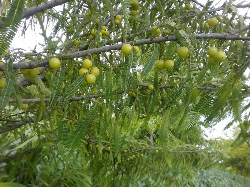 Amla Farming Amla Cultivation Techniques