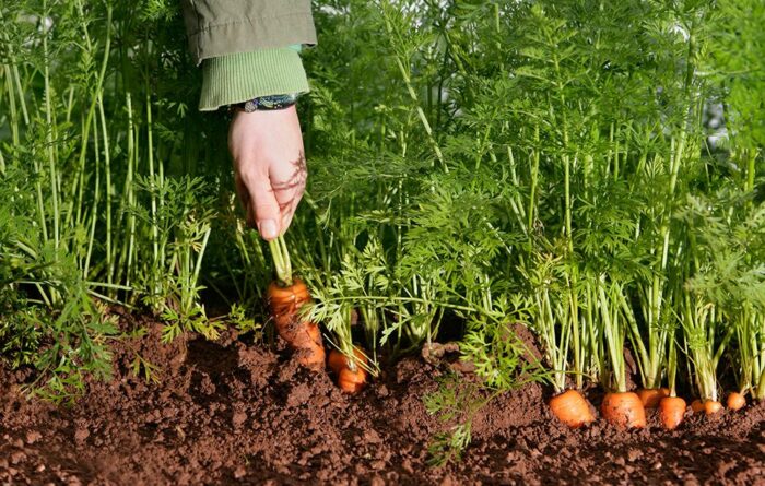 Carrot Cultivation Techniques For High Yield In Carrot Cultivation