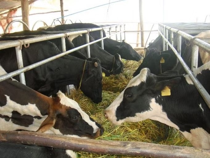 Cattle Care In Winter Precautions To Be Taken In The Care Of Calves In Winter