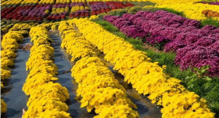 Chrysanthemum Cultivation Pest Control Measures In Chrysanthemum Cultivation