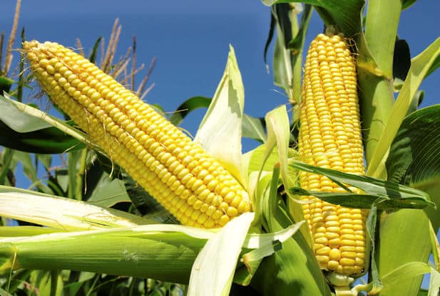 Corn Cultivation Precautions To Be Taken To Avoid Frost Damage In Corn
