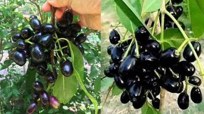 Jamun Cultivation Important Things Farmers Should Know About Jamun Cultivation