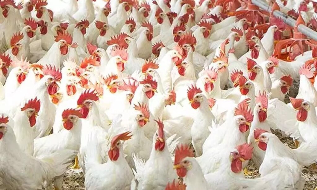 Poultry Farming Precautions To Be Taken In Broiler Farming