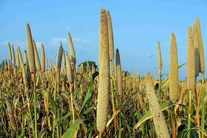 Peral Millet Cultivation Precautions To Be Taken For High Yield In Sajja Cultivation