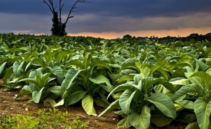 Tobacco Forming Special Precautions To Be Taken In Tobacco Cultivation