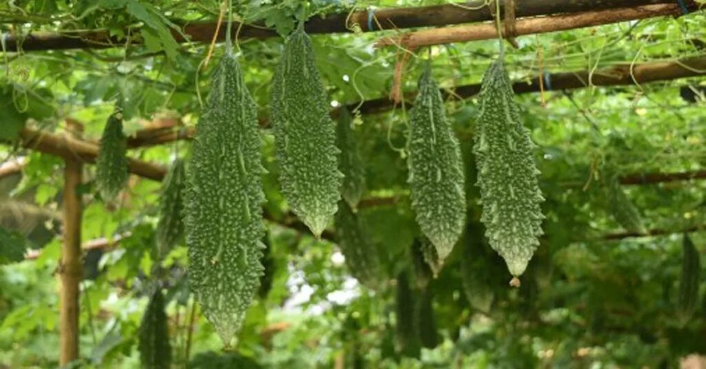 Bittergourd Harvesting Precautions To Be Taken In Bittergourd Cultivation