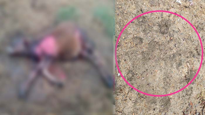 Tiger Attack On Cow In Rangareddy