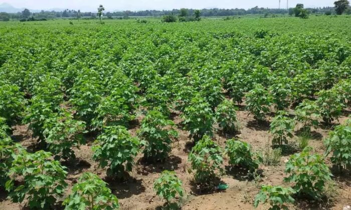 Cotton Farming Measures To Prevent Pests In Cotton