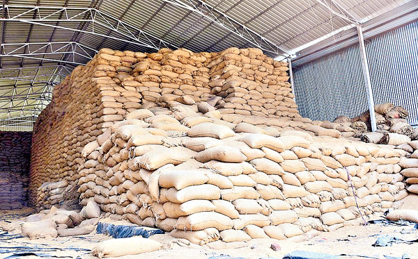 Storage Of Grains Precautions To Be Taken By Farmers Especially In Grain Storage