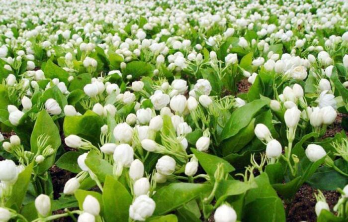 Jasmine Cultivation Ownership Of Fertilizers In Jasmine Cultivation