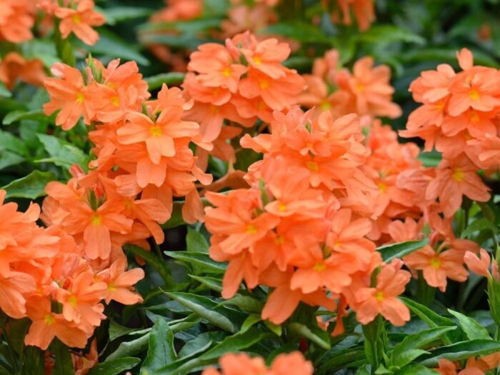 Crossandra Cultivation Precautions To Be Taken Before Cutting Kanakambaram
