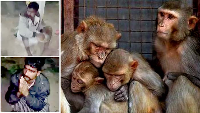 People Ate Monkeys Meat In Bhainsa Nirmal District