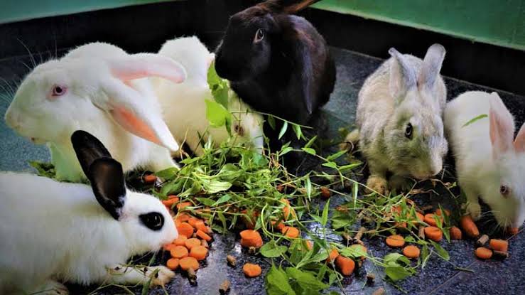 Rabbit Farming Precautions To Be Taken In Rabbit Farming