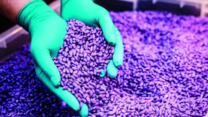 Seed Purification Do You Know The Benefits Of Seed Purification