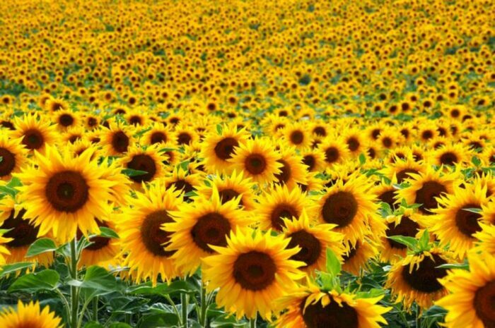 Sunflower Cultivation Special Precautions To Be Taken In Sunflower Cultivation