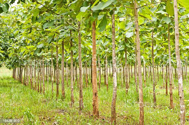 Teak Farming Precautions To Be Taken In The Cultivation Of Teak Plants