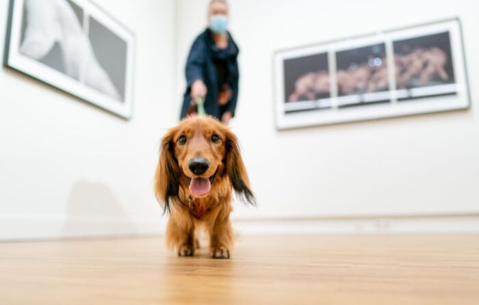 Viral News The Pet Dog That Swallowed Rs 4 Lakhs Finally Pulled It Out