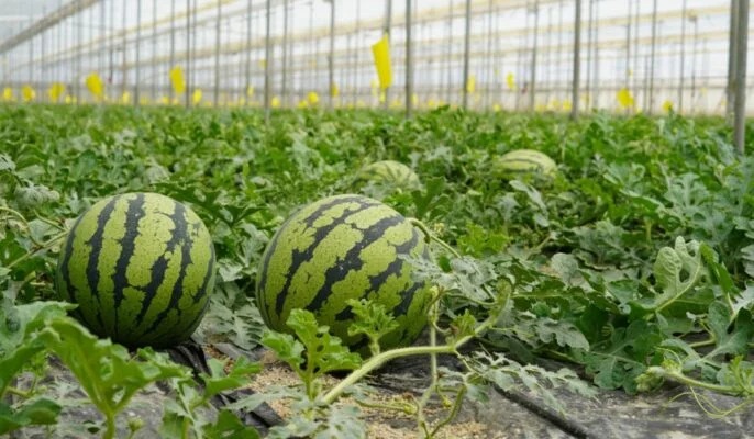 Watermelon Farming These Precautions Must Be Taken In Watermelon Cultivation