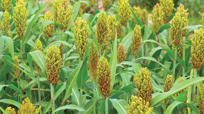 Good News For The Sorghum Farmers Of Those Two Districts The Limit Of Quintals Has Been Increased