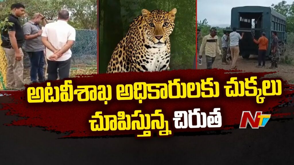 Cheetah Showing Dots To Forest Officials In Prakasam District