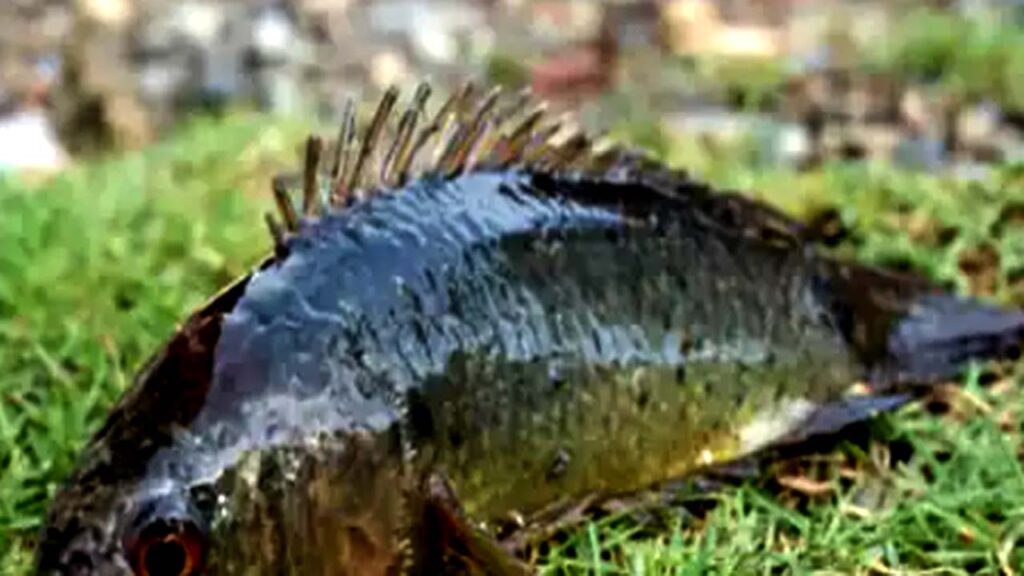 Fish Growing In Trees In Mahbub Nagar