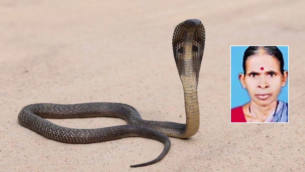 A 65 Year Old Woman Died Of Snake Bite In Khanapur Of Nirmal District