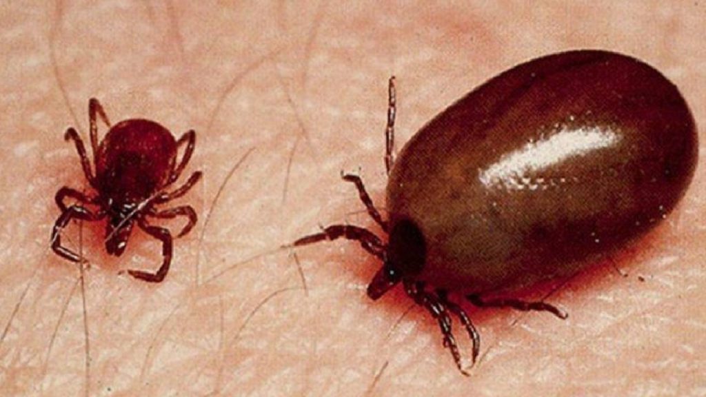 Chittoor Scrub Typhus Cases Rise Health Warning
