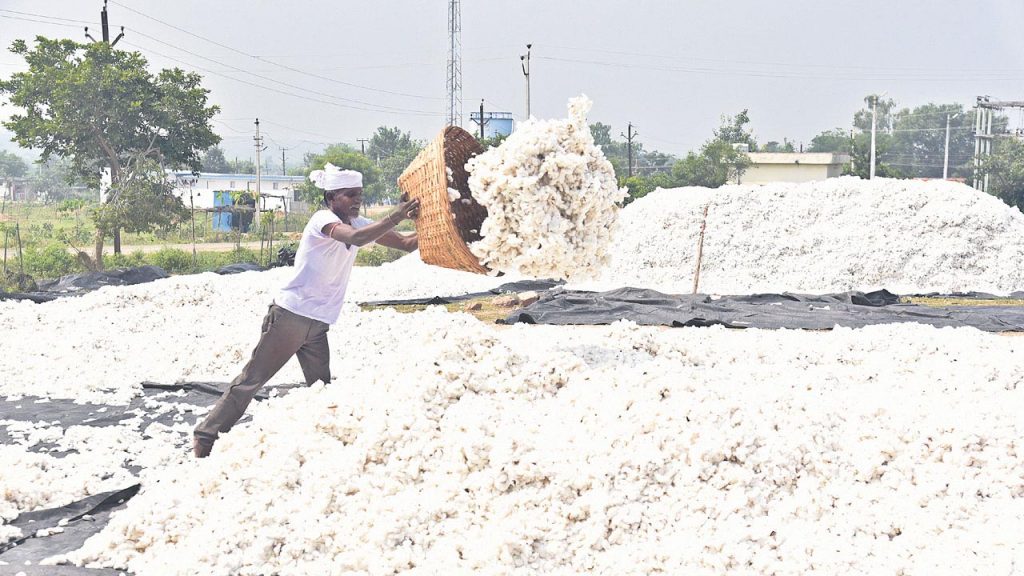 Cotton Purchases Will Start From Today In Adilabad Market Yard
