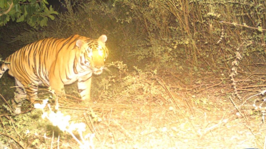 Movement Of Two Tigers In Joint Adilabad District 2