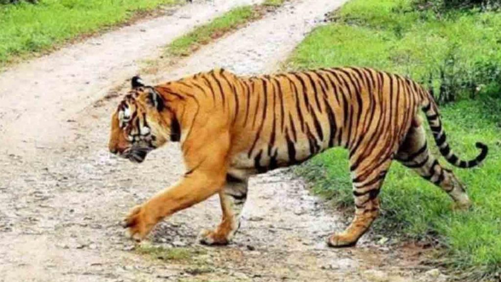 Tiger Migration In Nirmal District