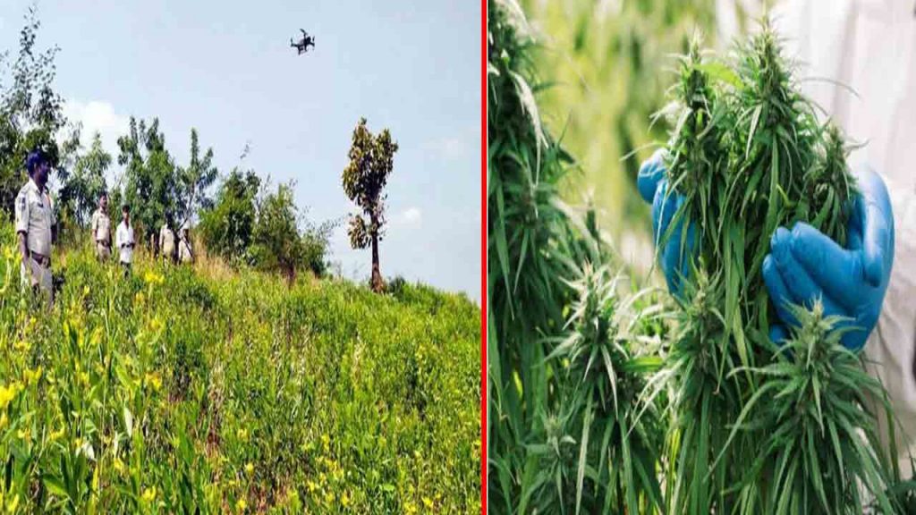 Police Use Drones To Bust Ganja Fields In Andhra Pradesh